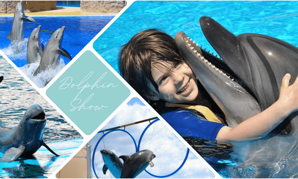 dolphin show images